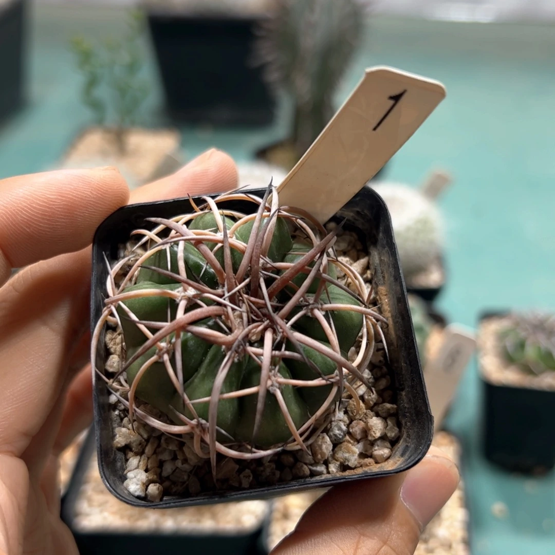 实生圆盘玉 脱土发货