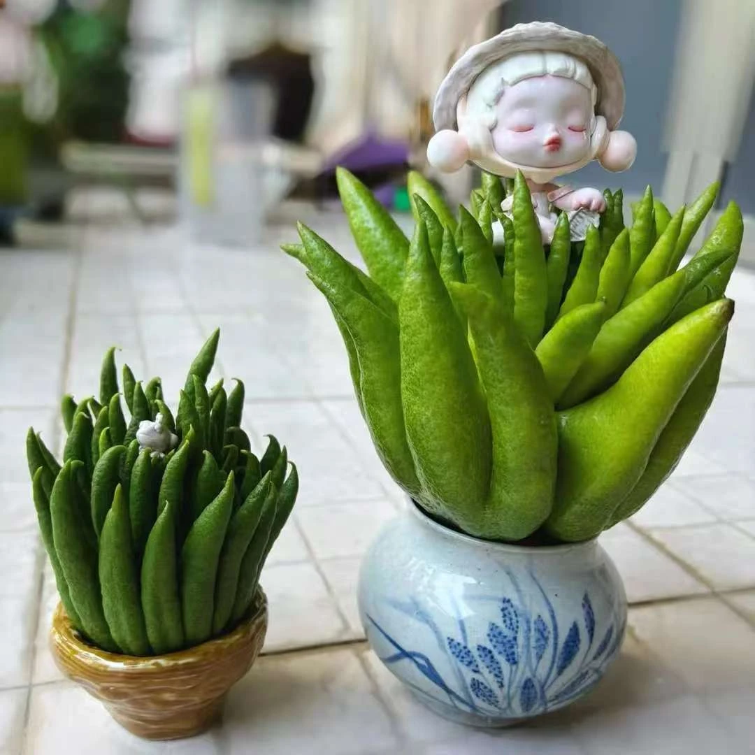 【顺丰包邮-现摘佛手】大果观赏可食用闻培清供天然香薰清香香薰