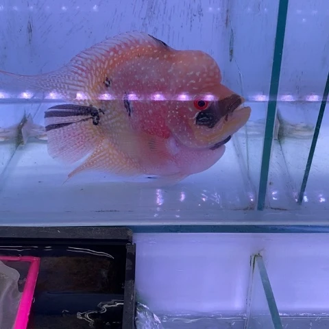 罗汉鱼鸿运罗汉一条aaa