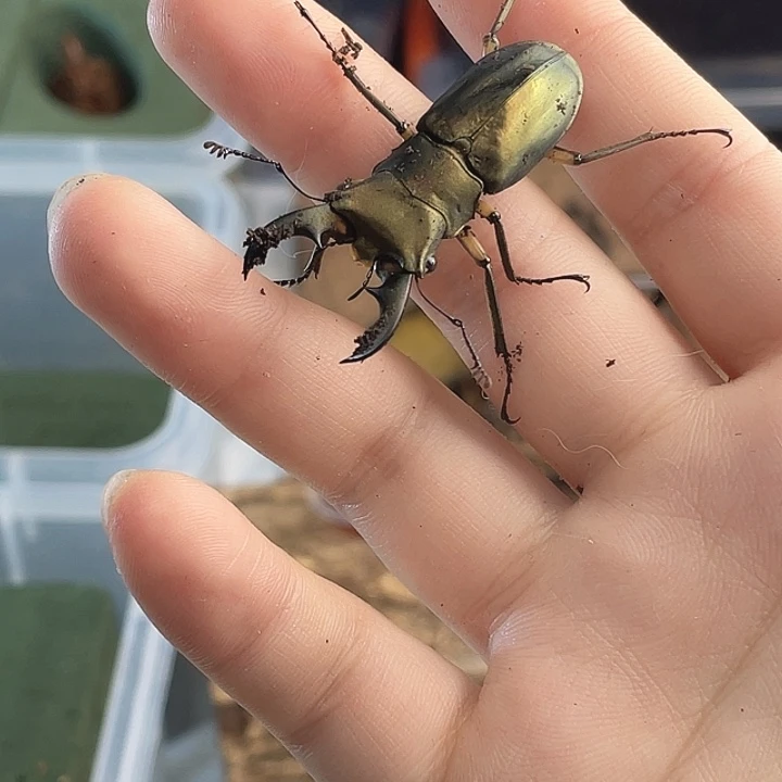 刘***侠红鹿细身赤一对公母