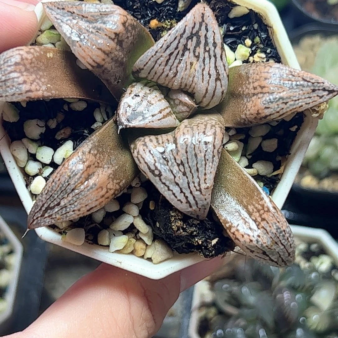 实生寿特选十二卷多肉