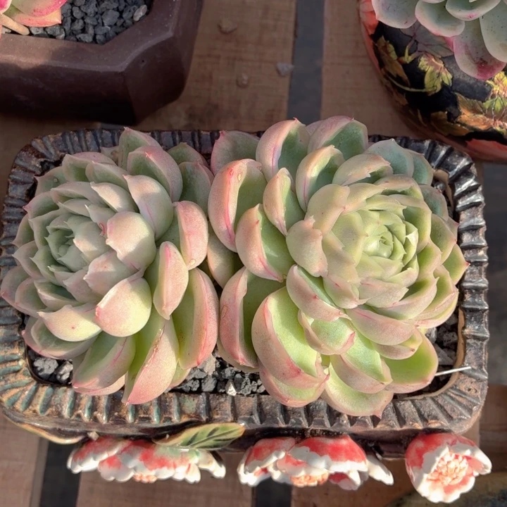 多肉植物 水晶虾饺-4