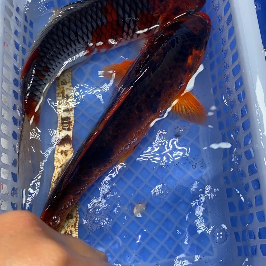 锦鲤冷水锦鲤包邮