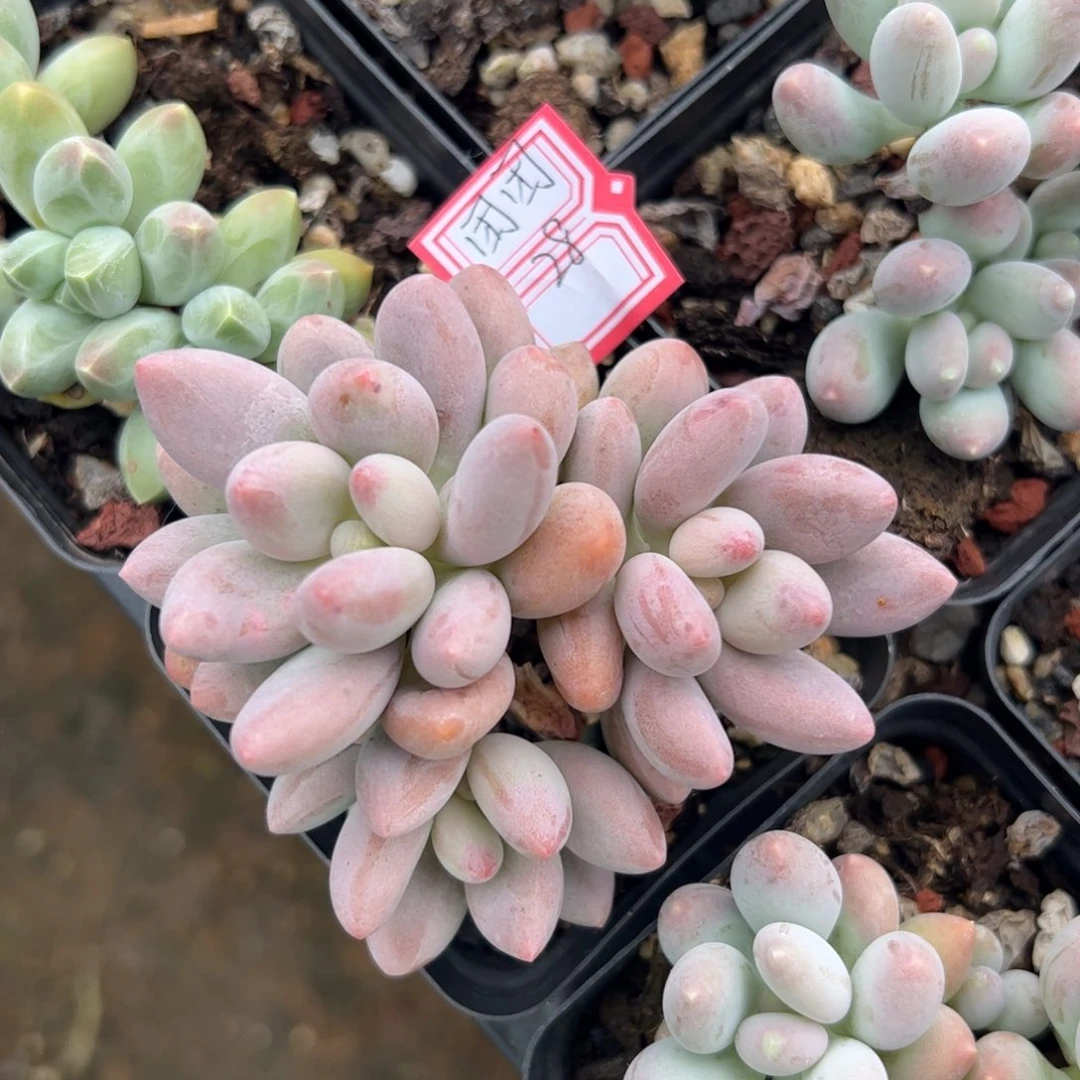 多肉植物多肉植物