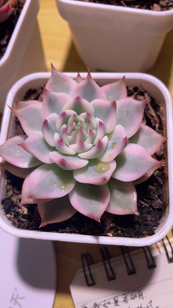 吉娃娃多肉盆栽花卉