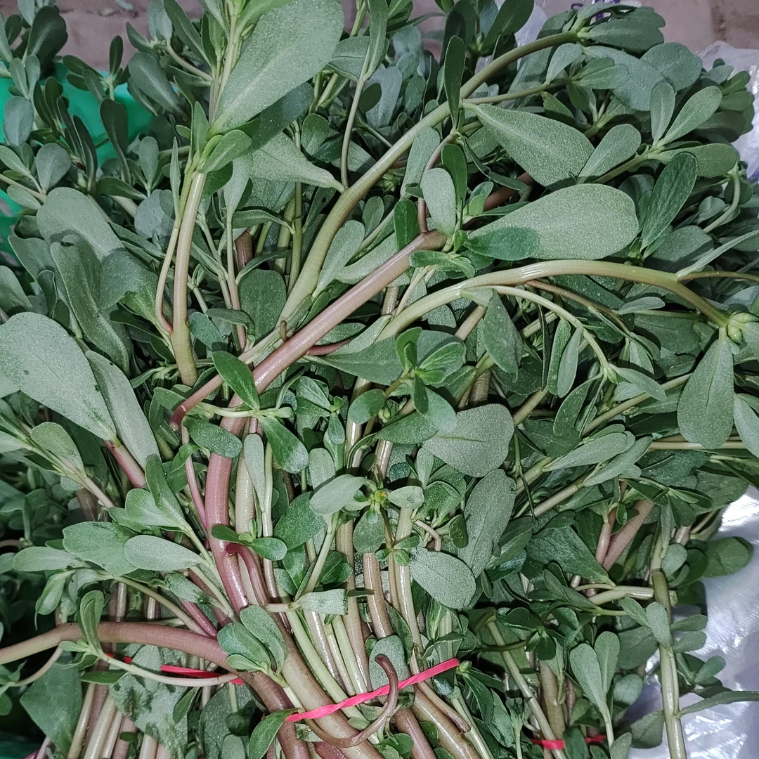 新鲜野生马齿苋3斤马蜂菜长寿菜现挖生态农场