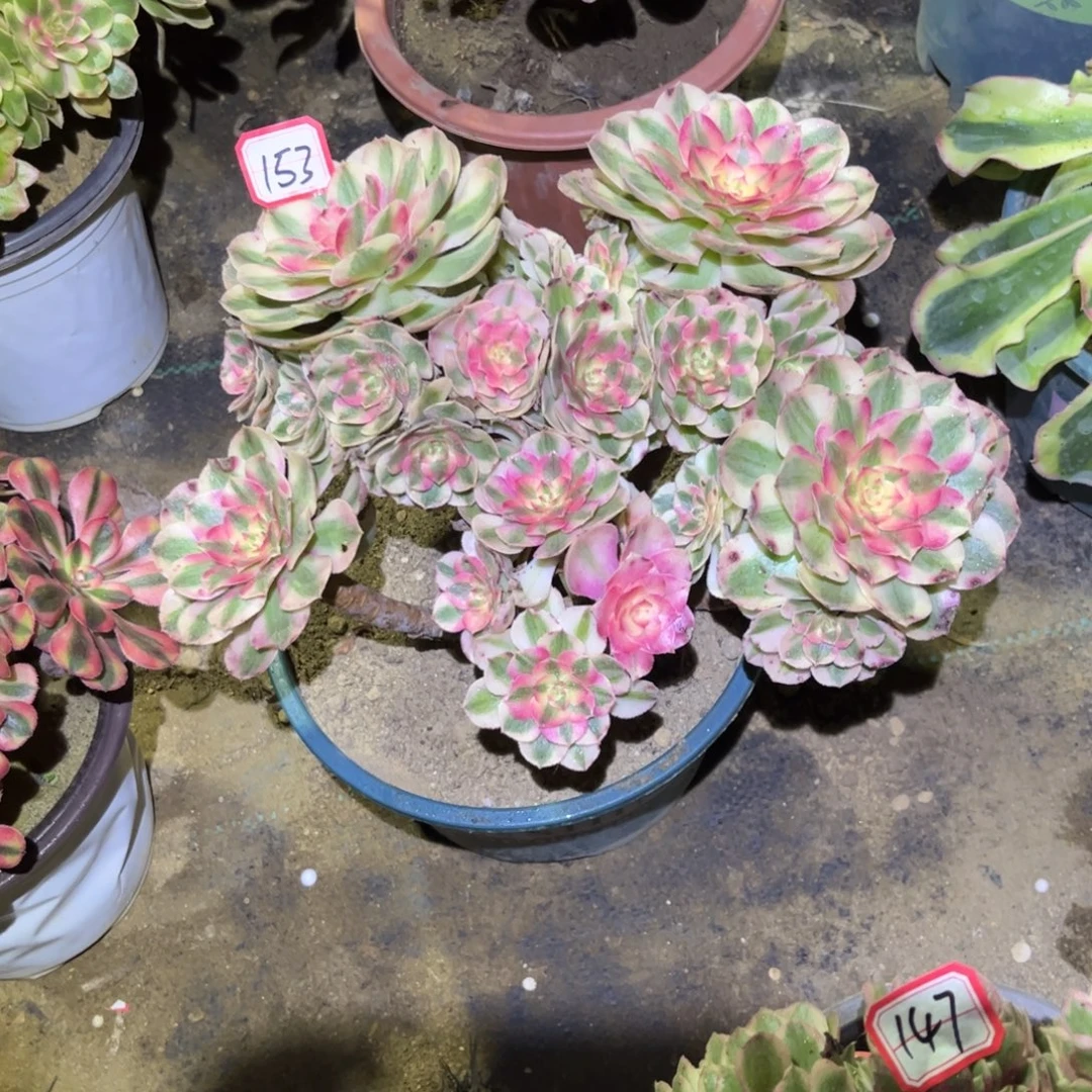 153多肉植物荔枝法师