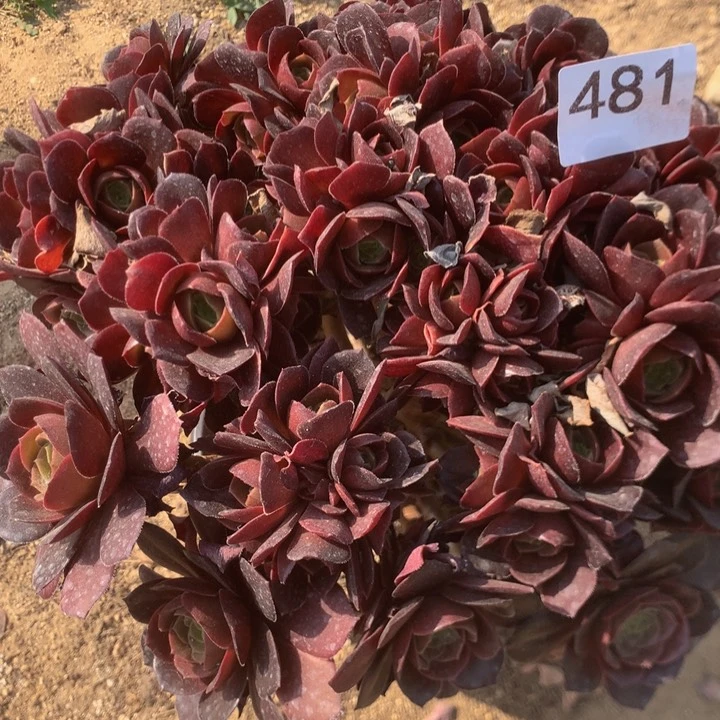 481荷兰玫瑰多肉植物