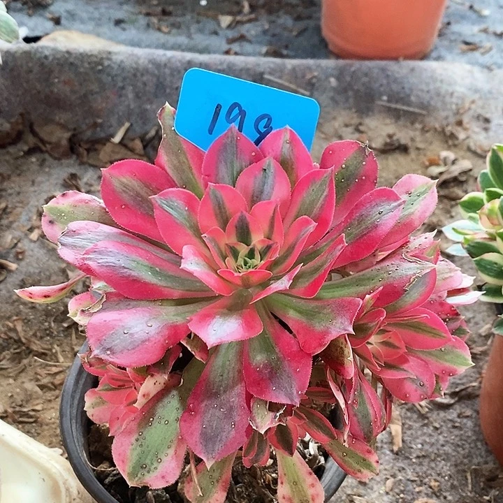 198 一颗棒棒糖分女巫法师