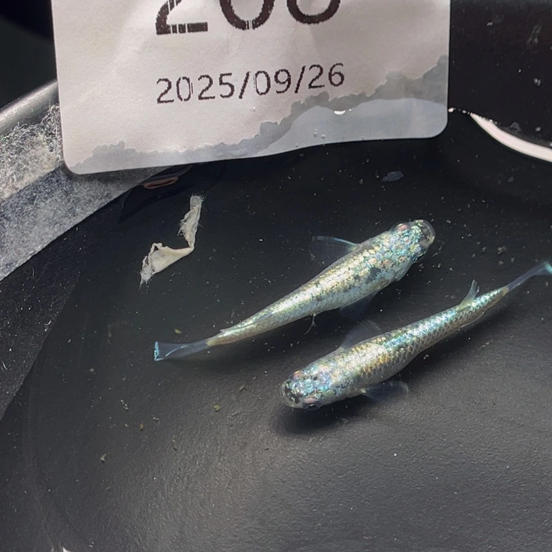 青鳉208机械春一对