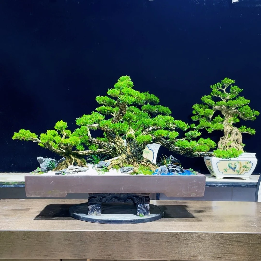 黄杨盆景四季常青