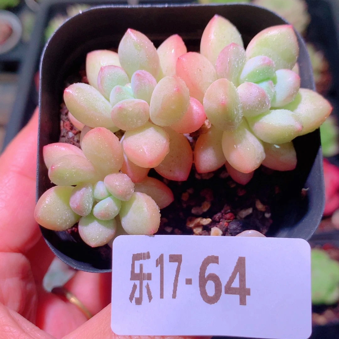 乐然17-64 泡泡糖群