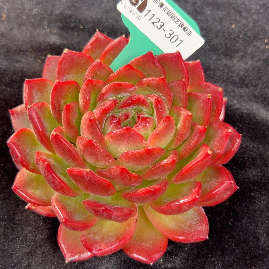 从前慢花园多肉编号1123-301