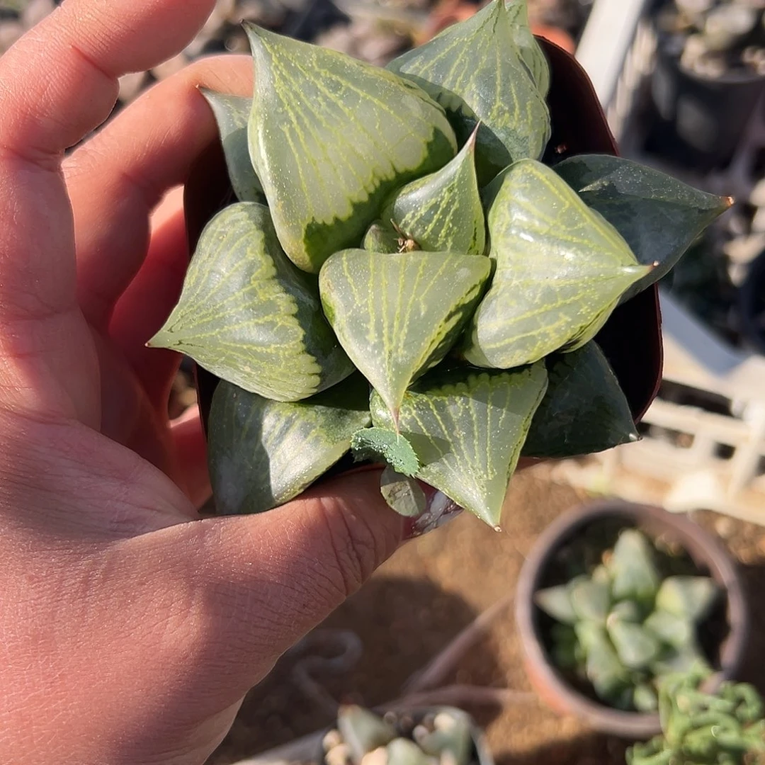 多肉植物国般若单头