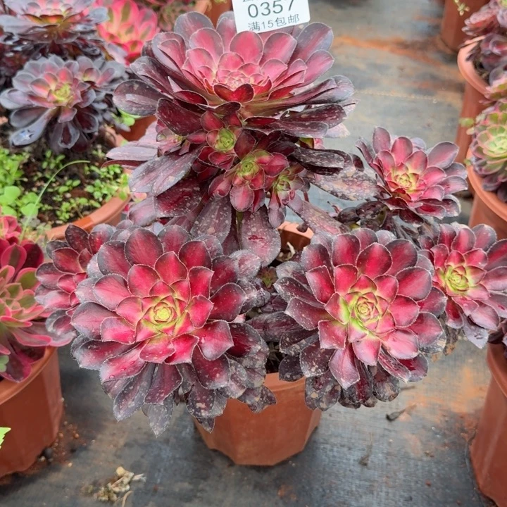 357号啊啊啊啊啊啊