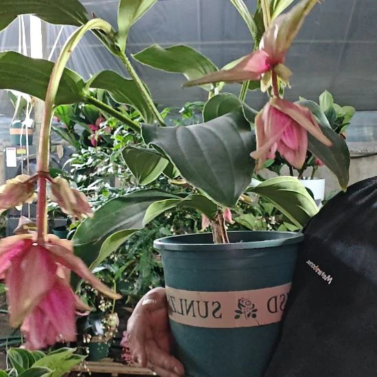 送***起完全开放宝莲灯花基地发货