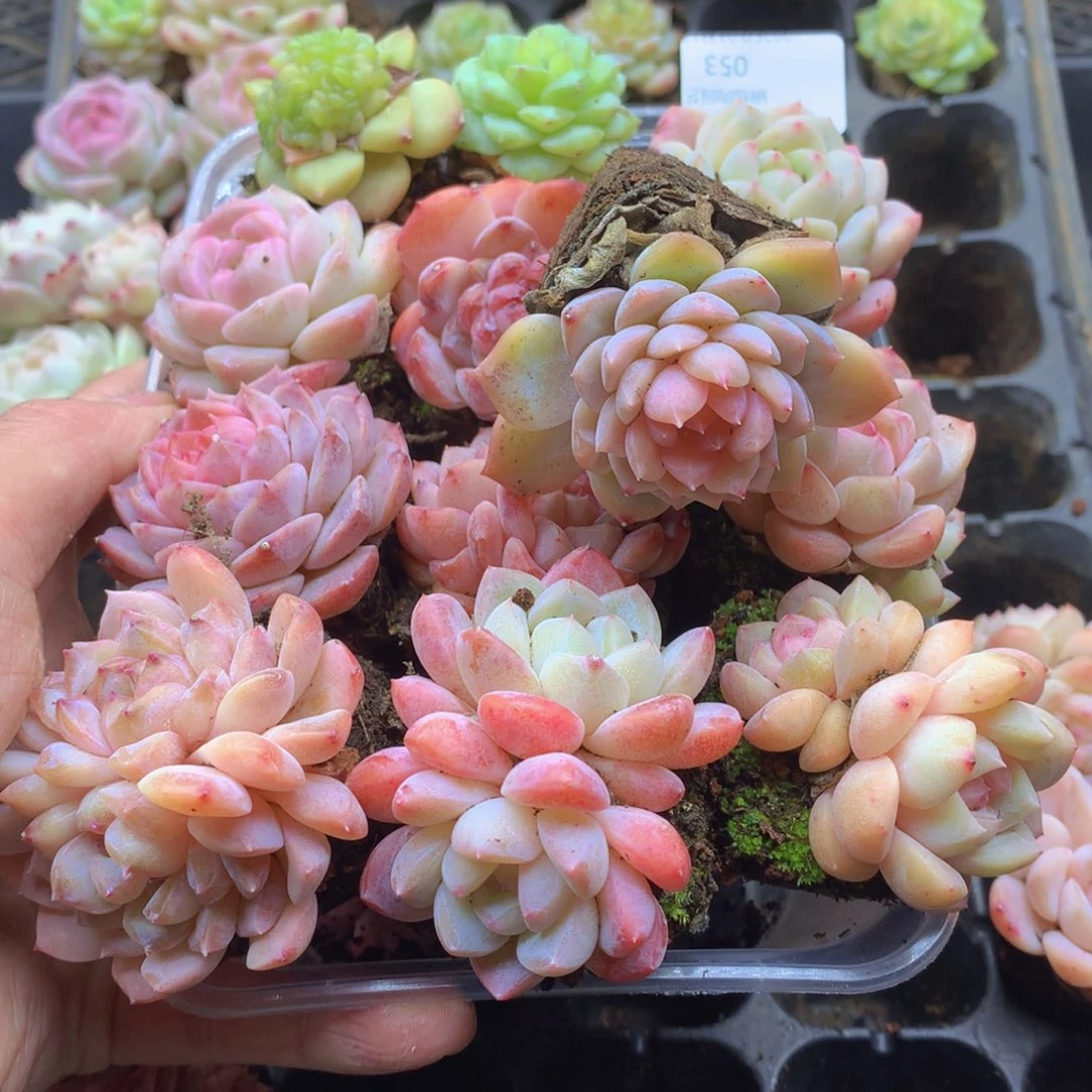 反反复复还是很开心053