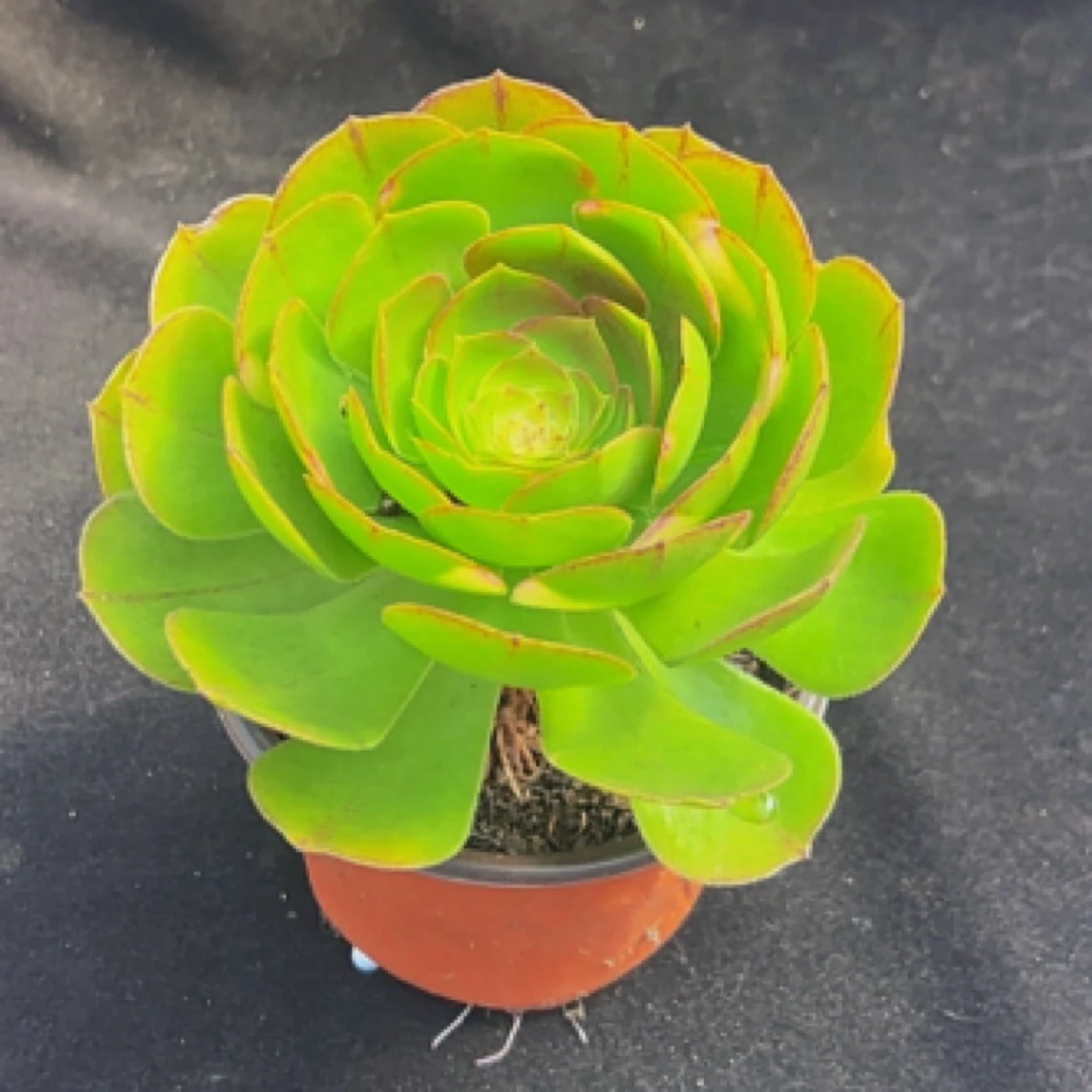 单颗自选搭配多肉植物室内外阳台植物