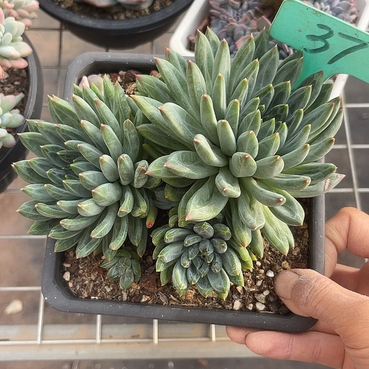 两单包邮，一物一拍37陨石