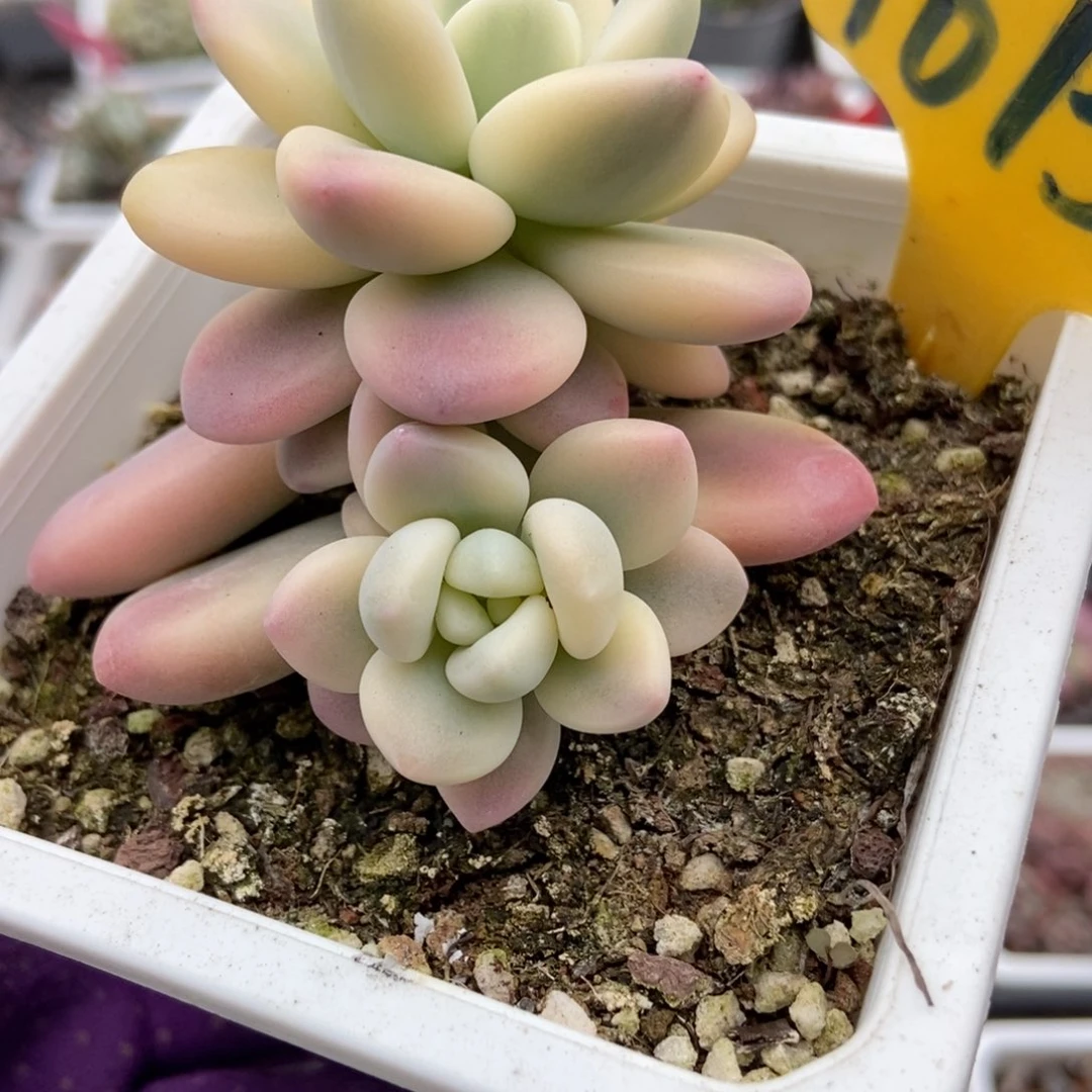 1613洛神锦多肉植物