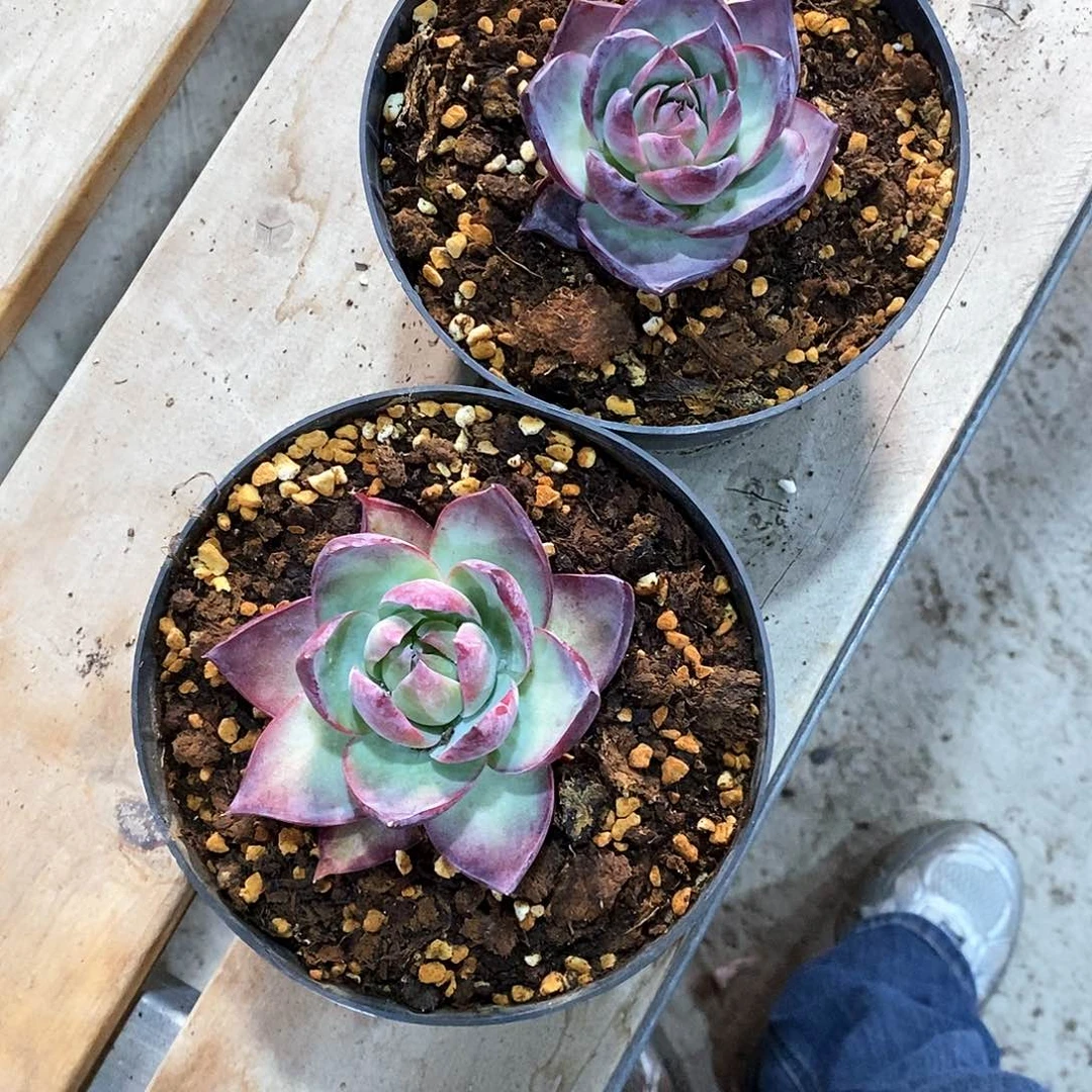 简****?2颗惊鸿仙子单头