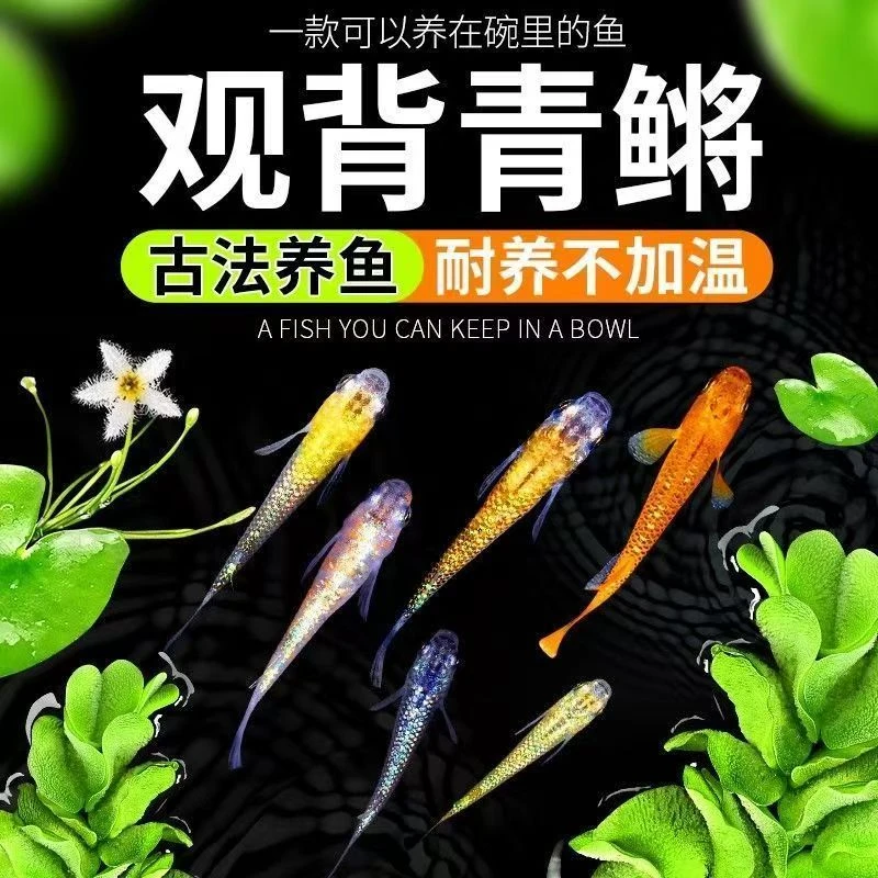 观背青鱂鱼古法养鱼不打氧冷水鱼小型鱼观赏鱼魔法鱼原生灯科鱼