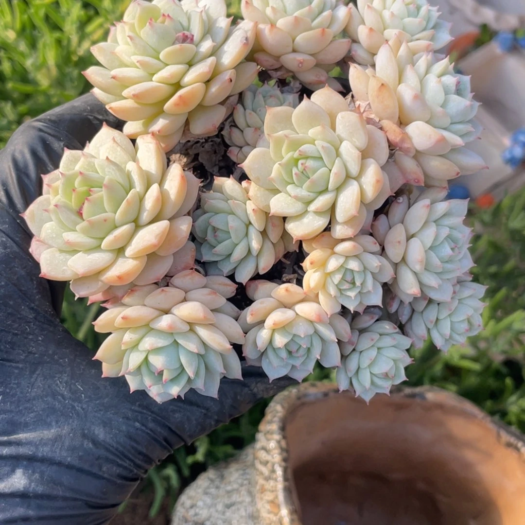 多肉植物多肉植物