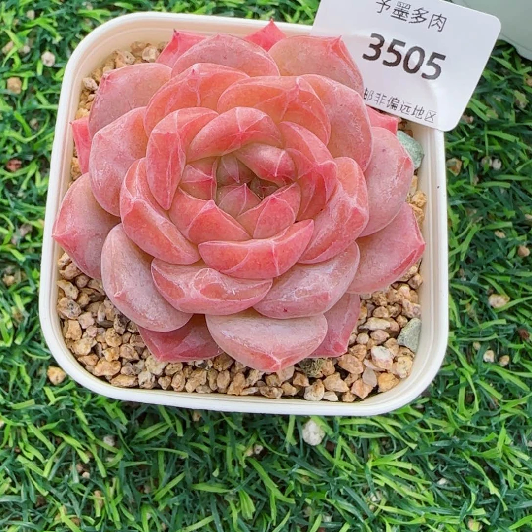 粉琉璃冰魄，3505多肉植物
