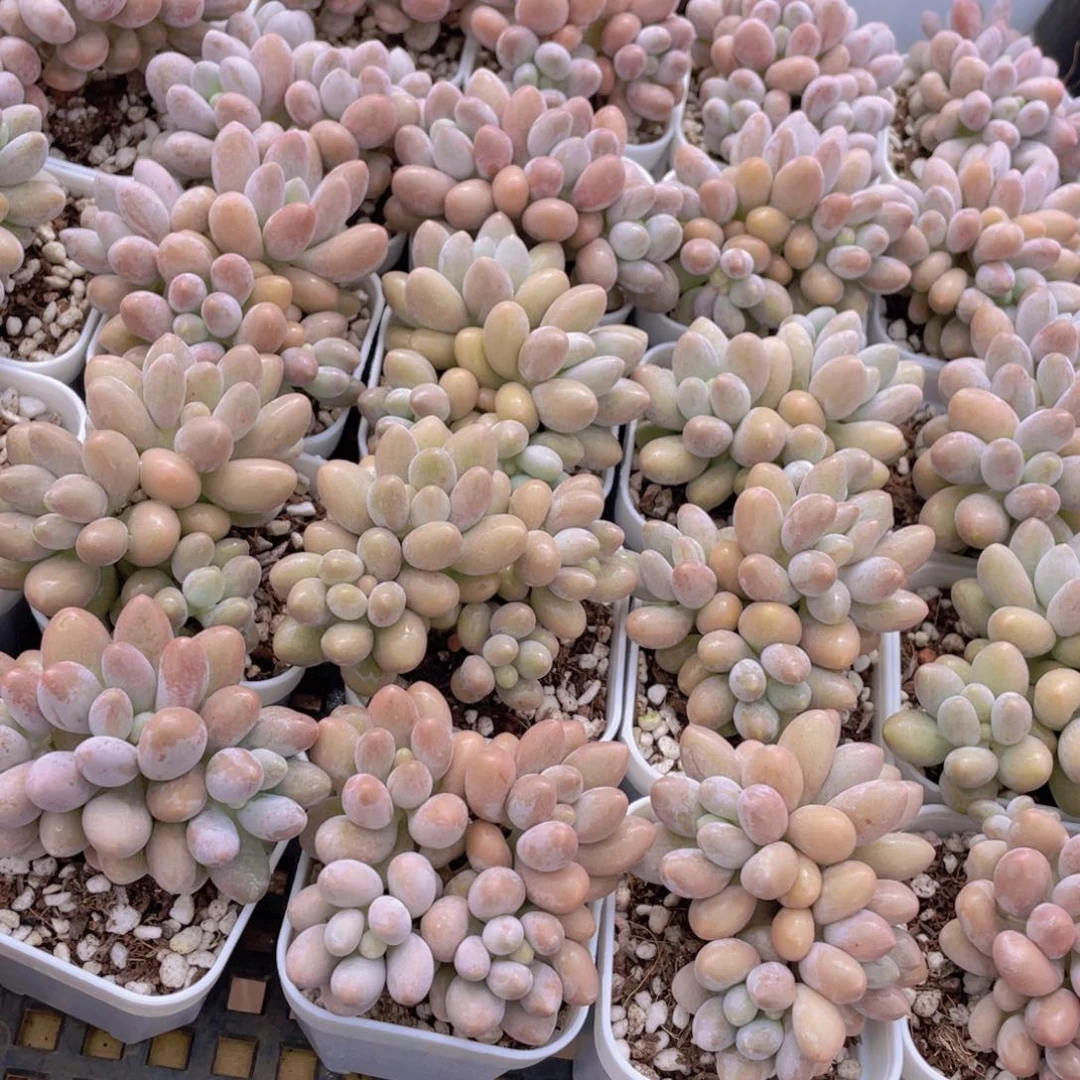 量拍42号 汤圆小群生一个