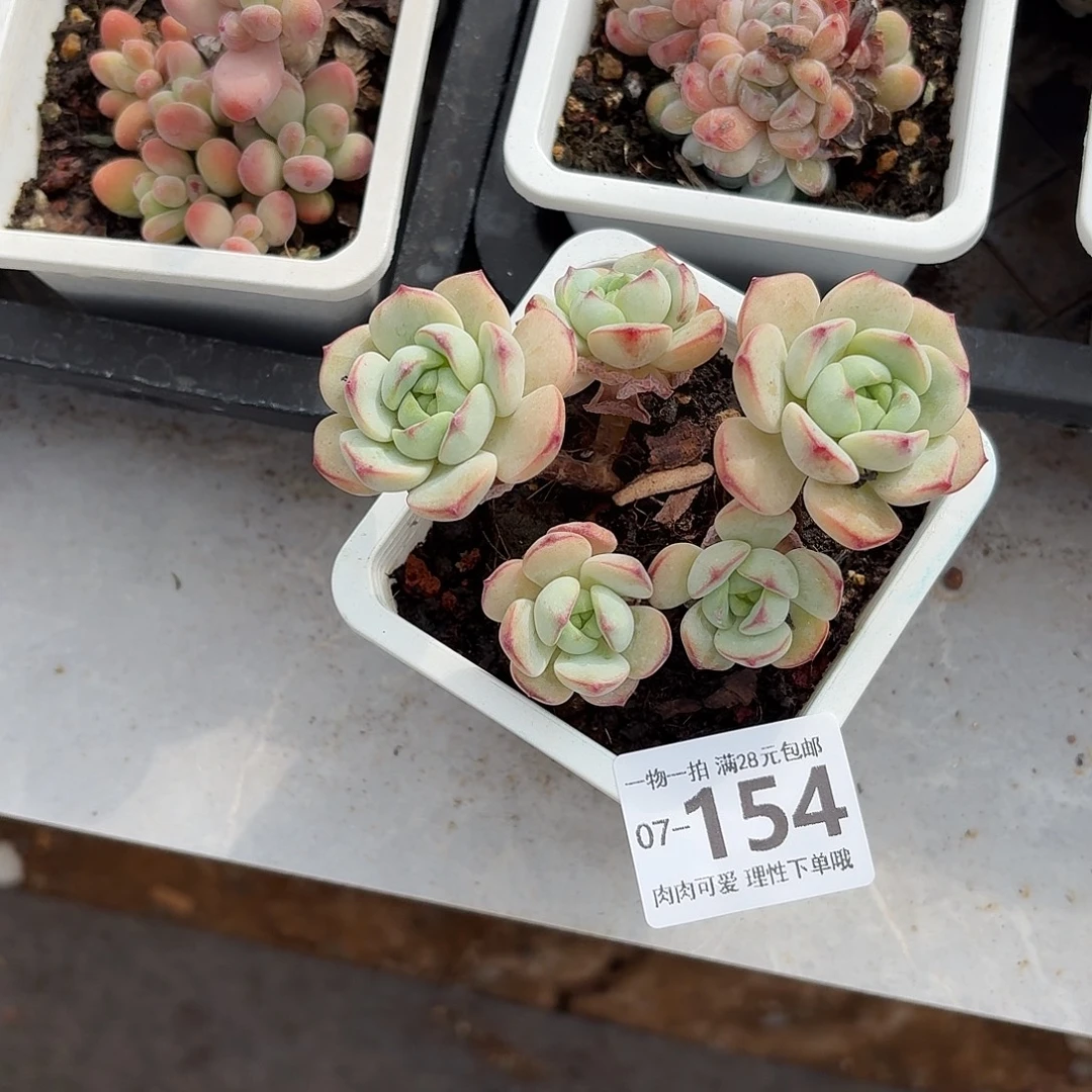 白底香草无盆土发货无盆土无盆土