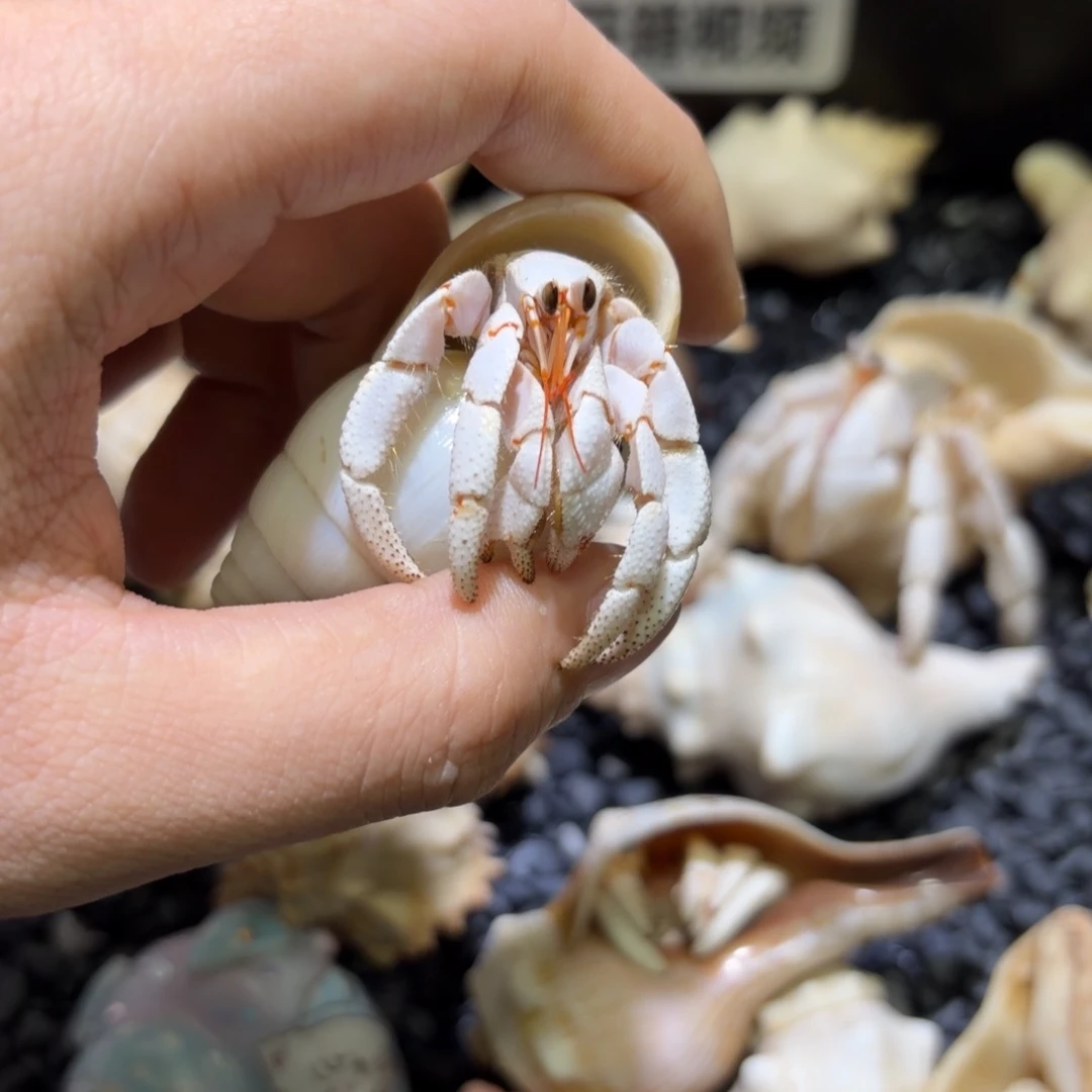 纯白白草寄居蟹2口