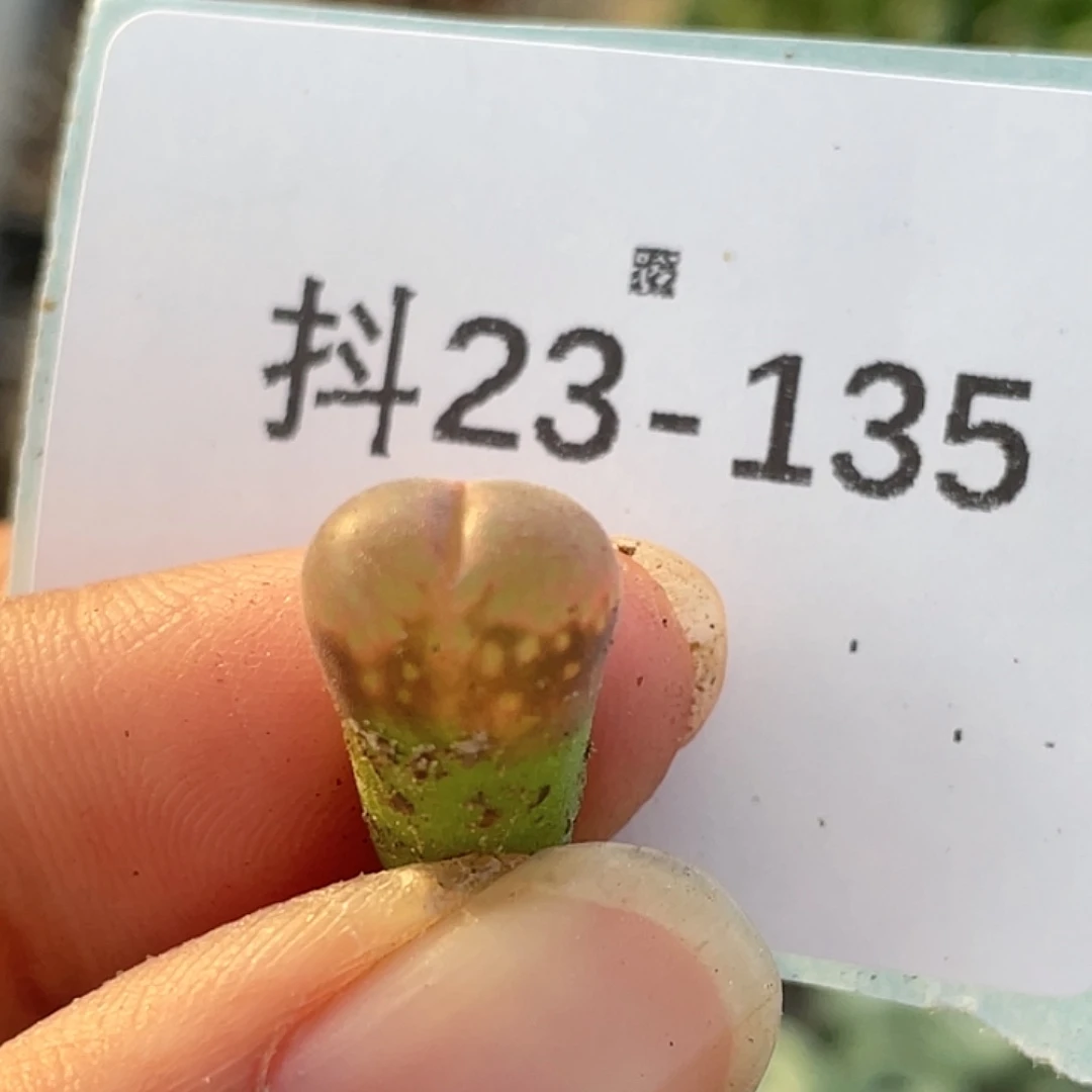 23-135风铃多肉植物