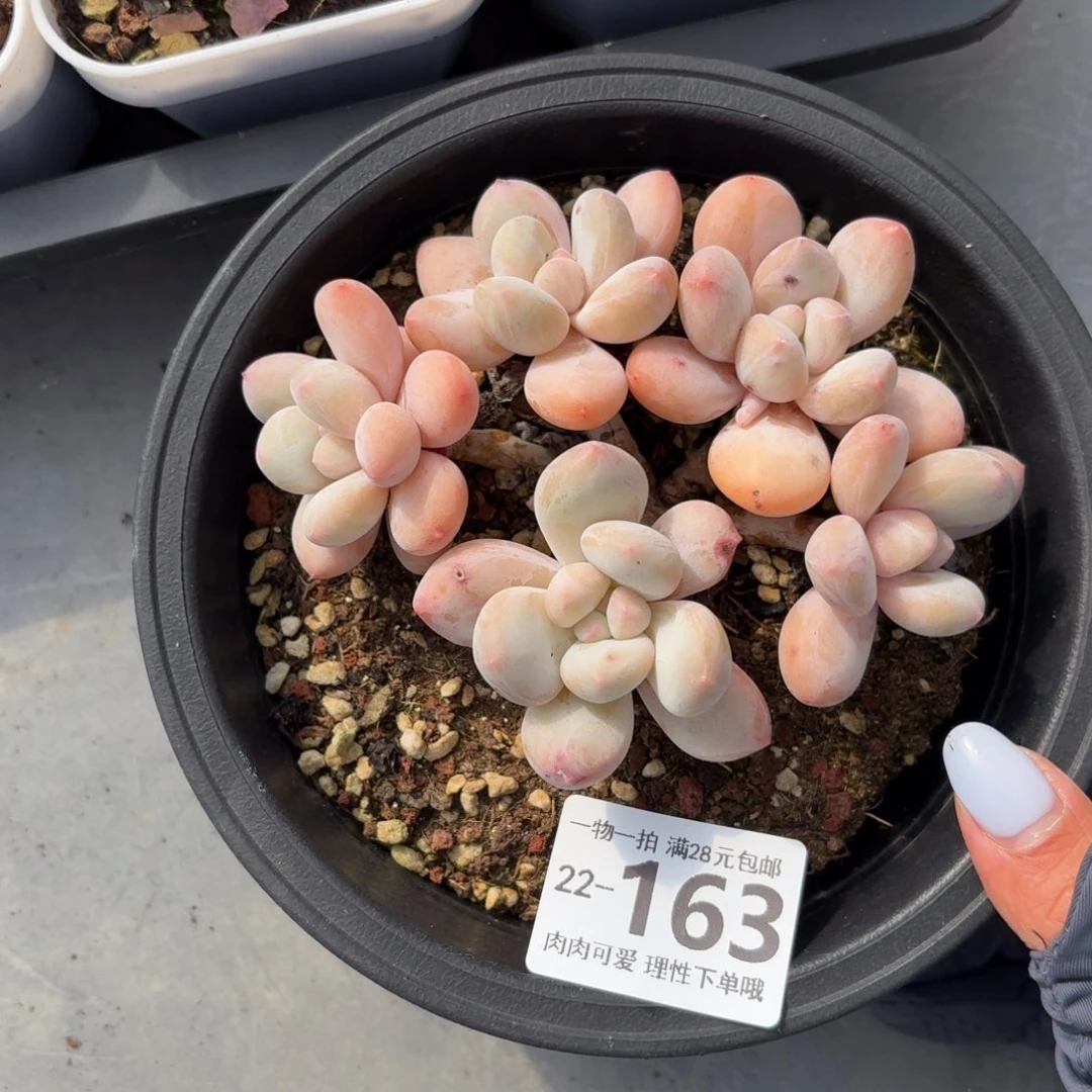 香水无盆土发货无