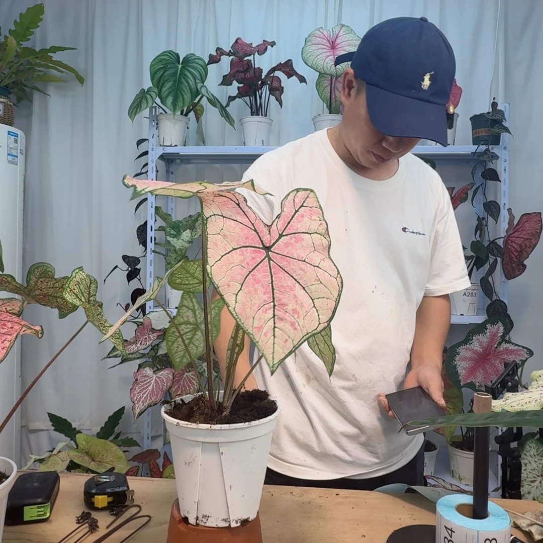 无花朵A228一物一拍 时光美人