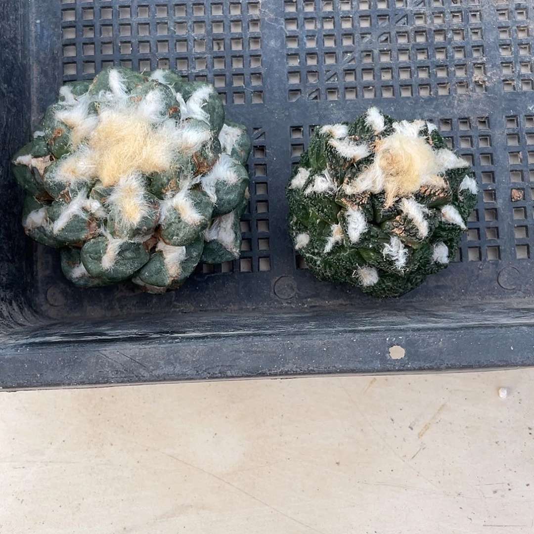 特价岩牡丹一物一拍