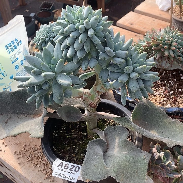 胖哥特缀化 全场8折 需延迟发货