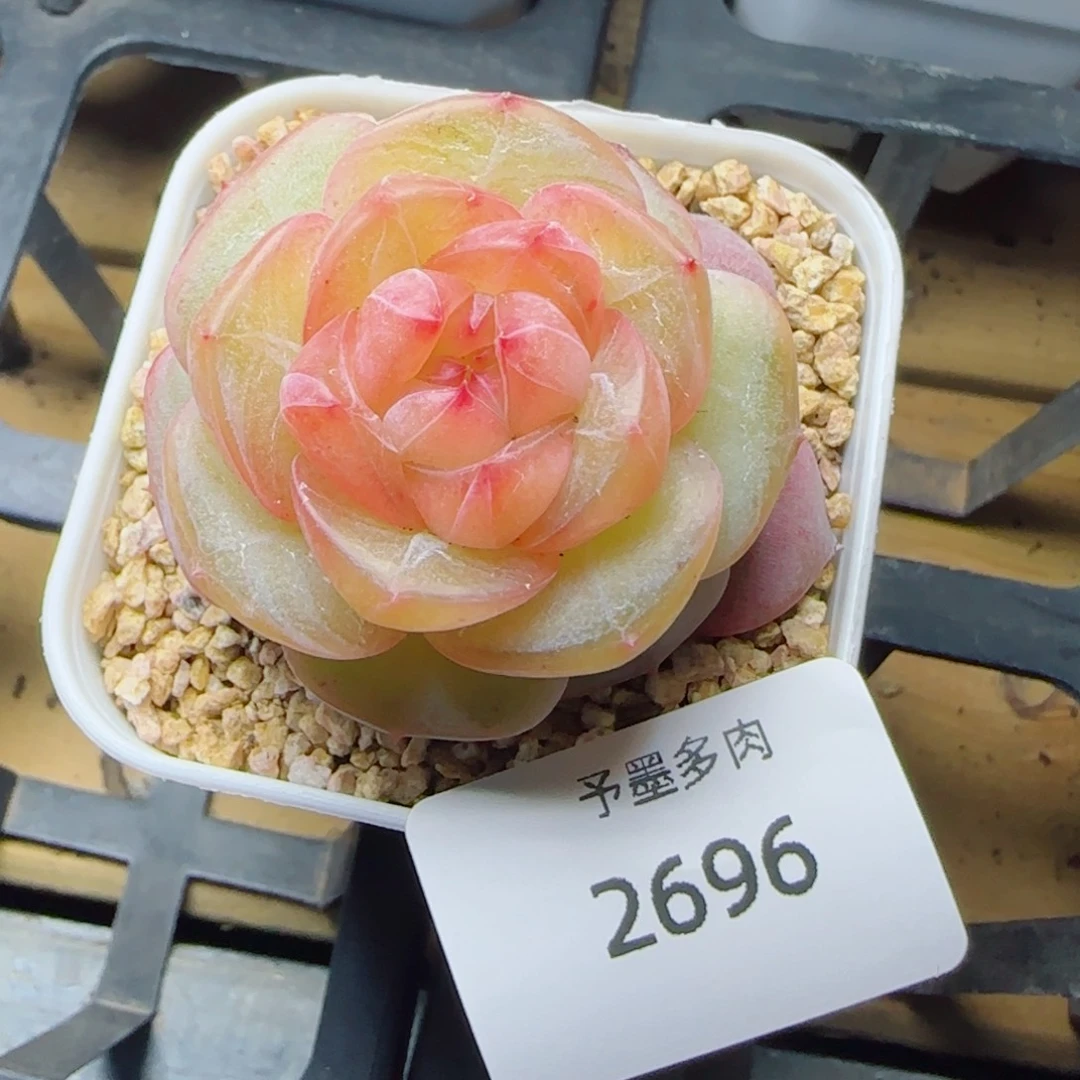 孤品珍妮，2696多肉植物