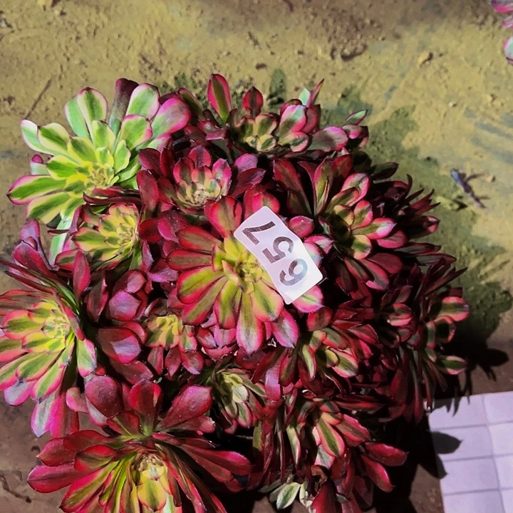 657舞天姬多肉植物处理不售后