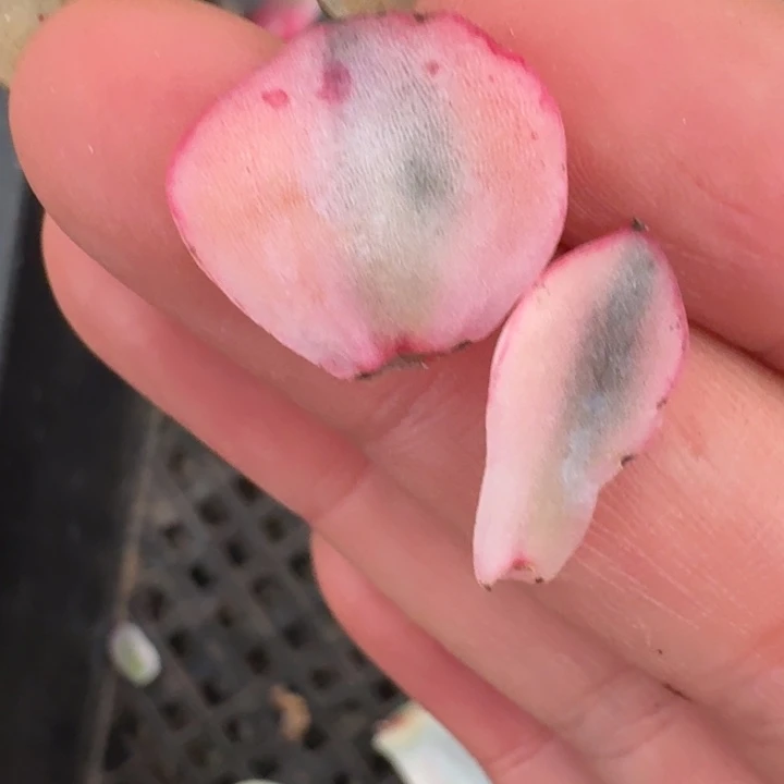 玛丽皇后叶片一组