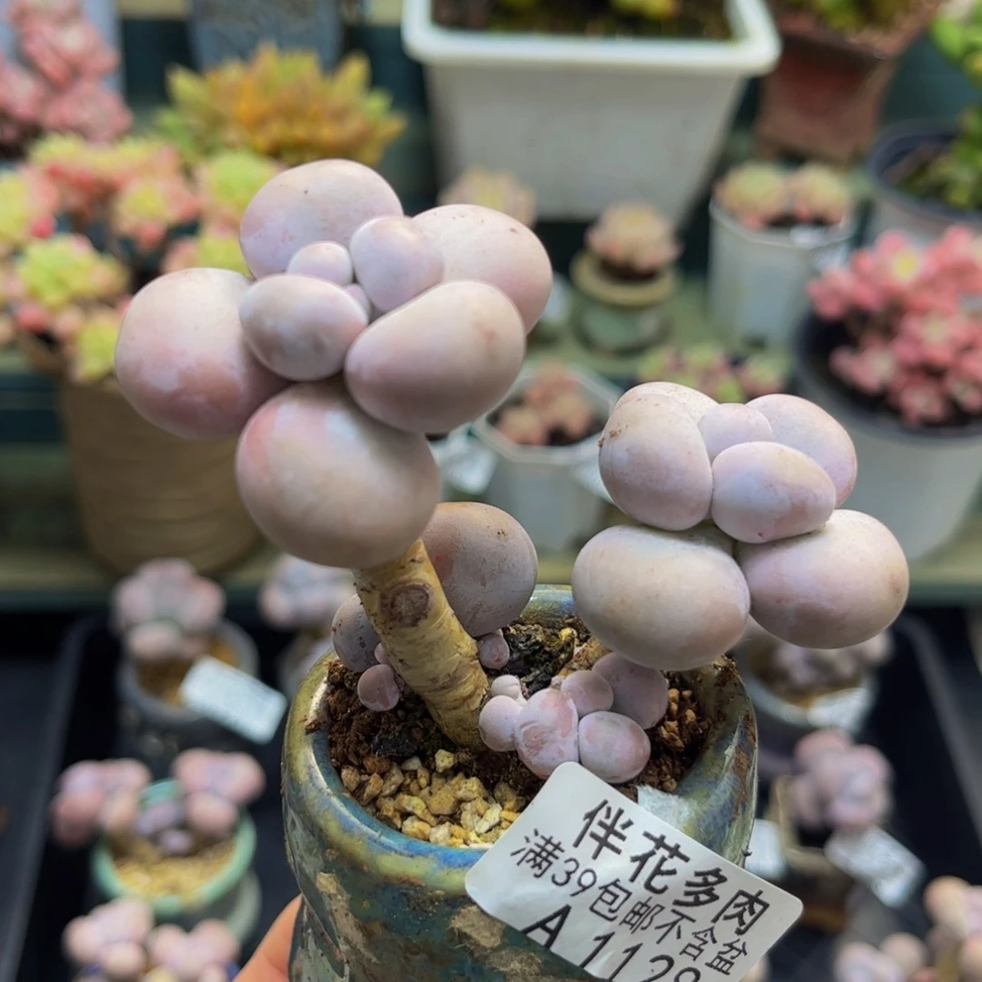 1128芭比奶酪6vm多肉