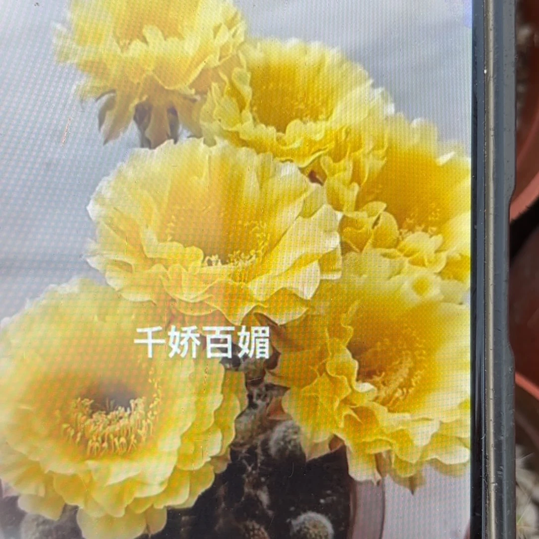 带根娇媚彩侧牙20包邮仙人球