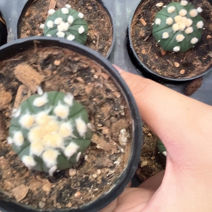 思***腚思炖腚的大油琉璃