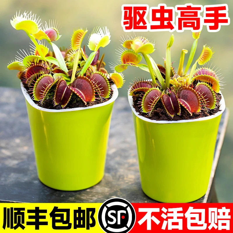 捕蝇草盆栽猪笼草食虫植物茅膏菜瓶子草捕蚊草食虫草驱蚊绿植趣味