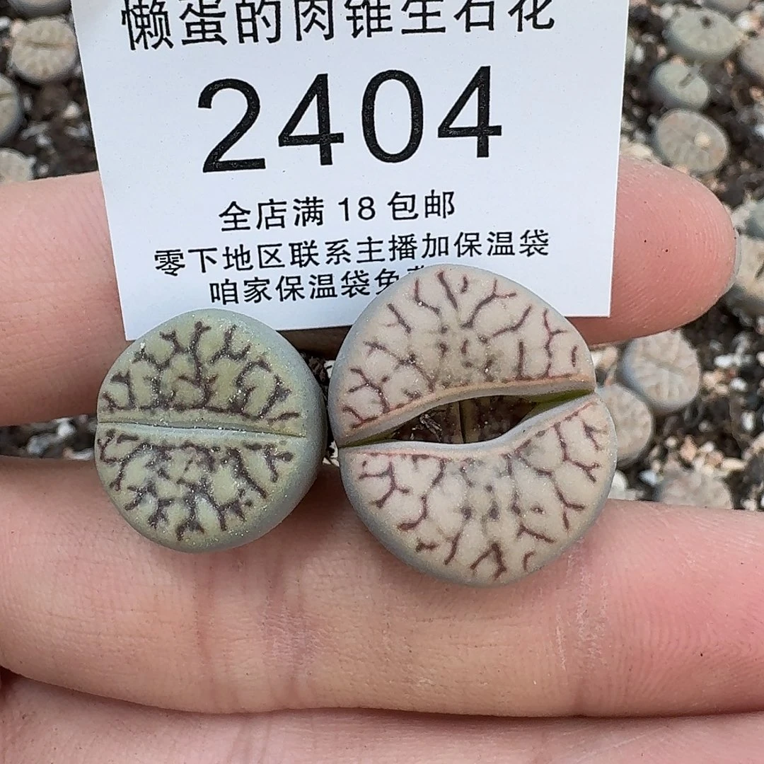 ****࿐2404 哈哈哈哈哈哈哈哈