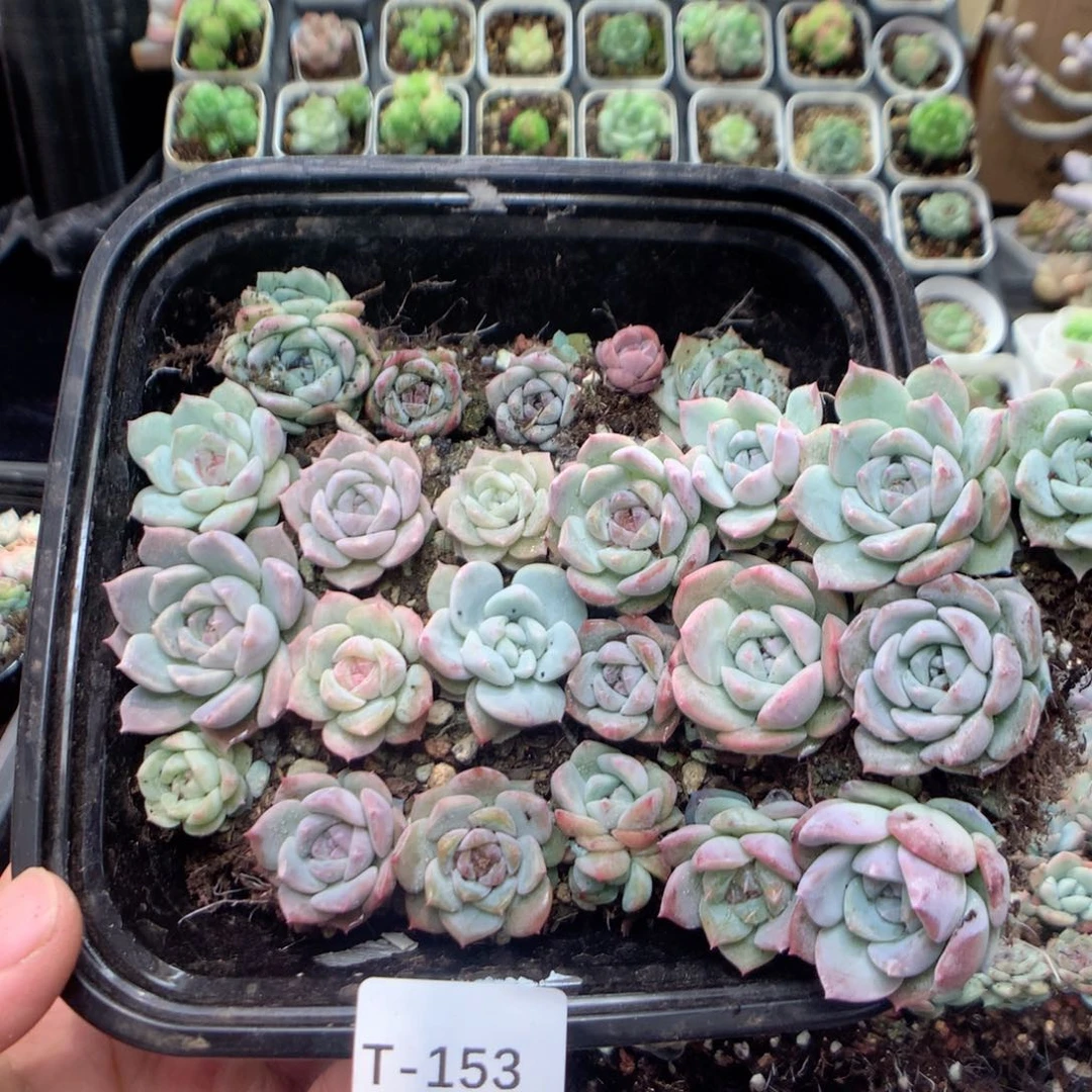 无花朵T153英语英语英语