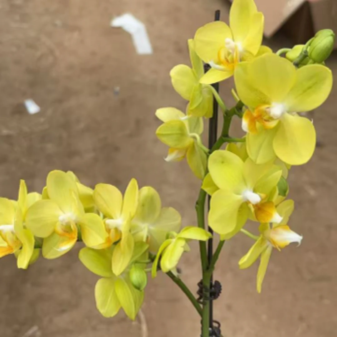 〖拉巴斯〗精品蝴蝶兰带花，基地直发