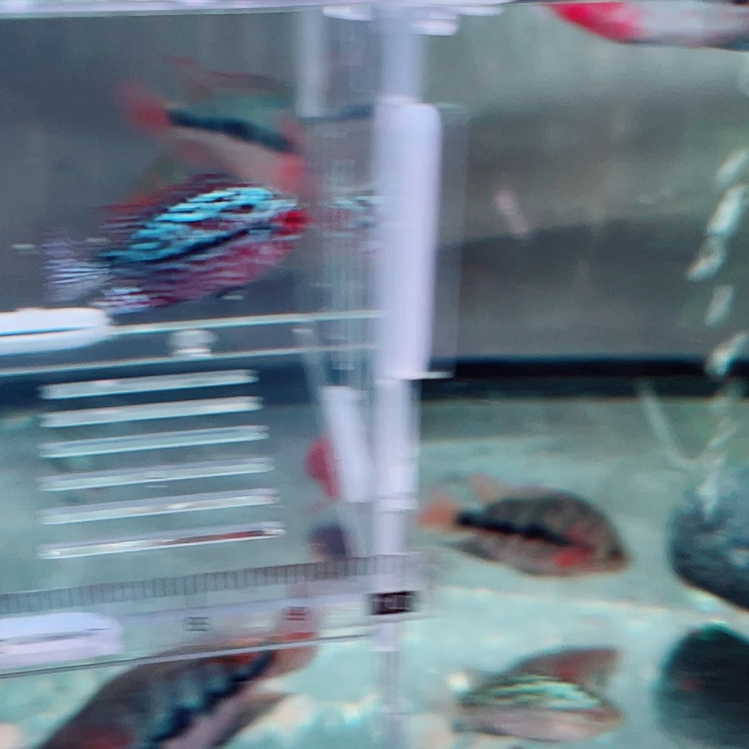 一***光罗汉鱼f3罗汉鱼苗一条