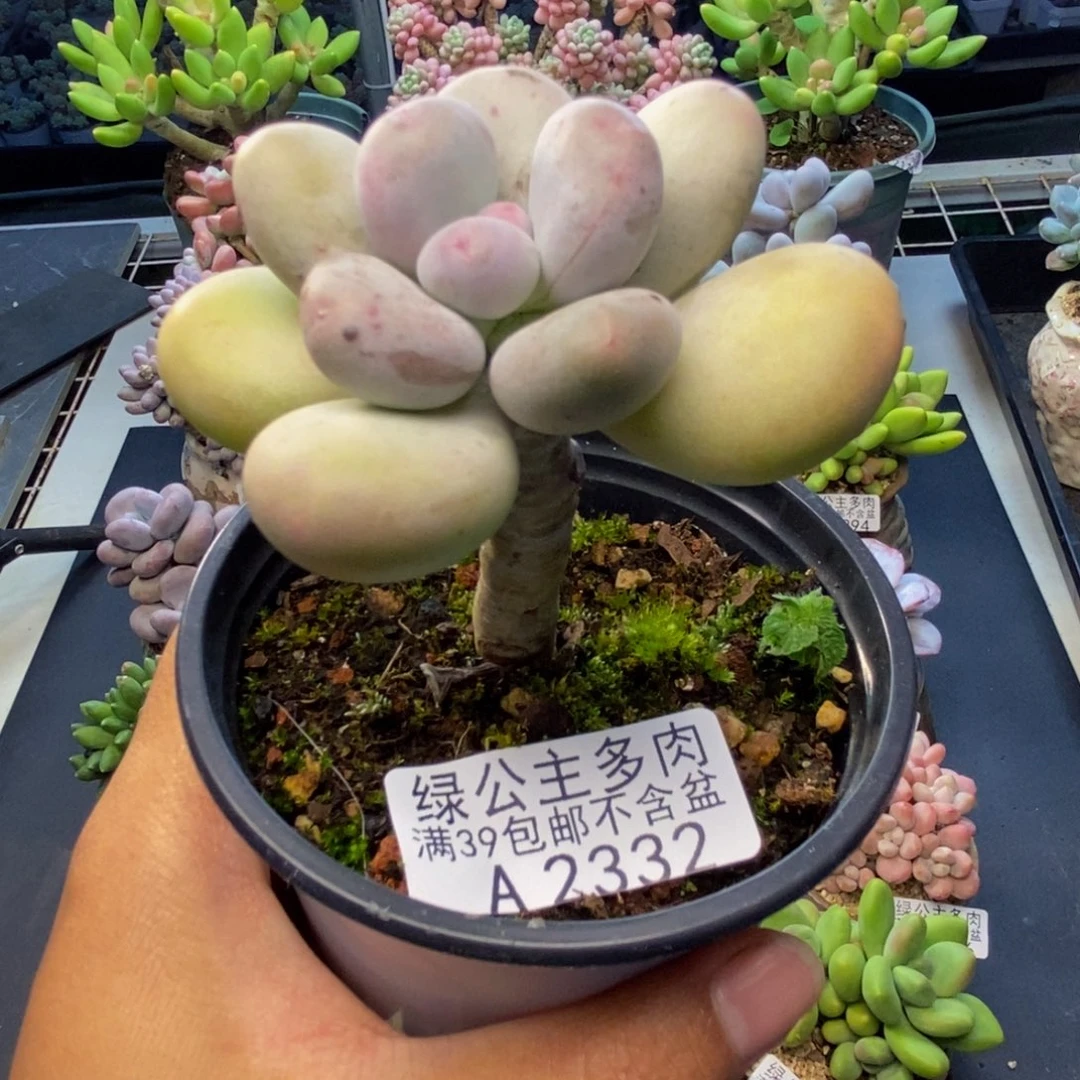 332蛋黄奶多肉5c m