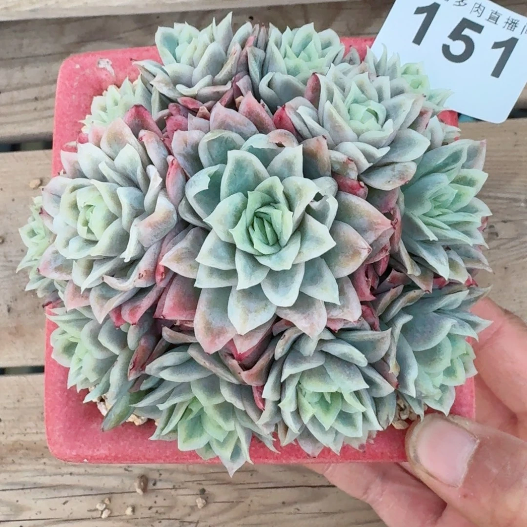 冰玫瑰女王      愿你一路坦途，乘风破浪展宏图