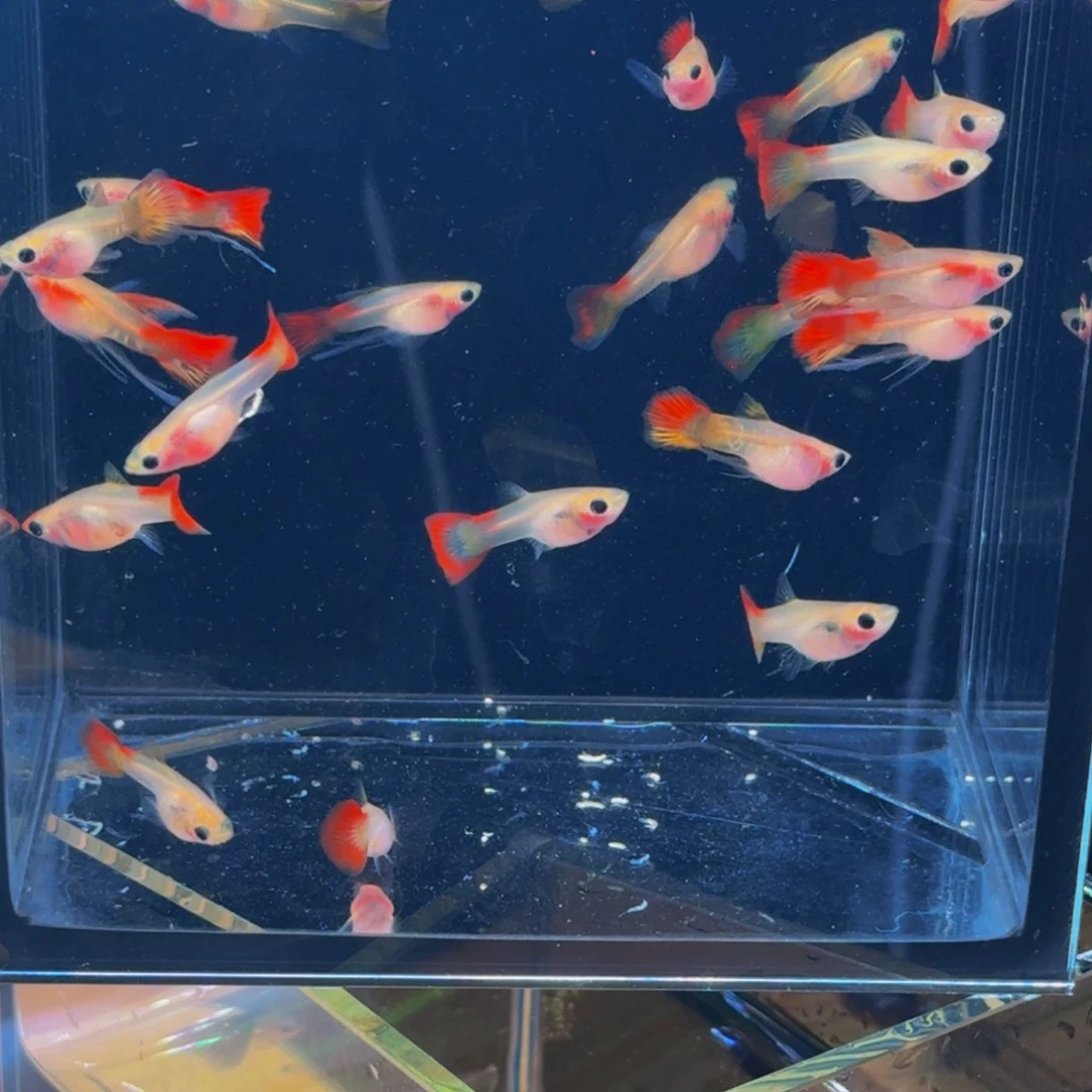 孔雀鱼皇家落日琉璃玻璃猫缎带公鱼，普通母鱼，买8送2备损，发10条